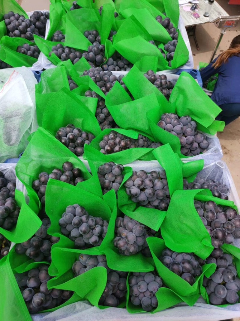 【好货】葡萄精品夏黑葡萄大量供应品质保证欢迎咨询