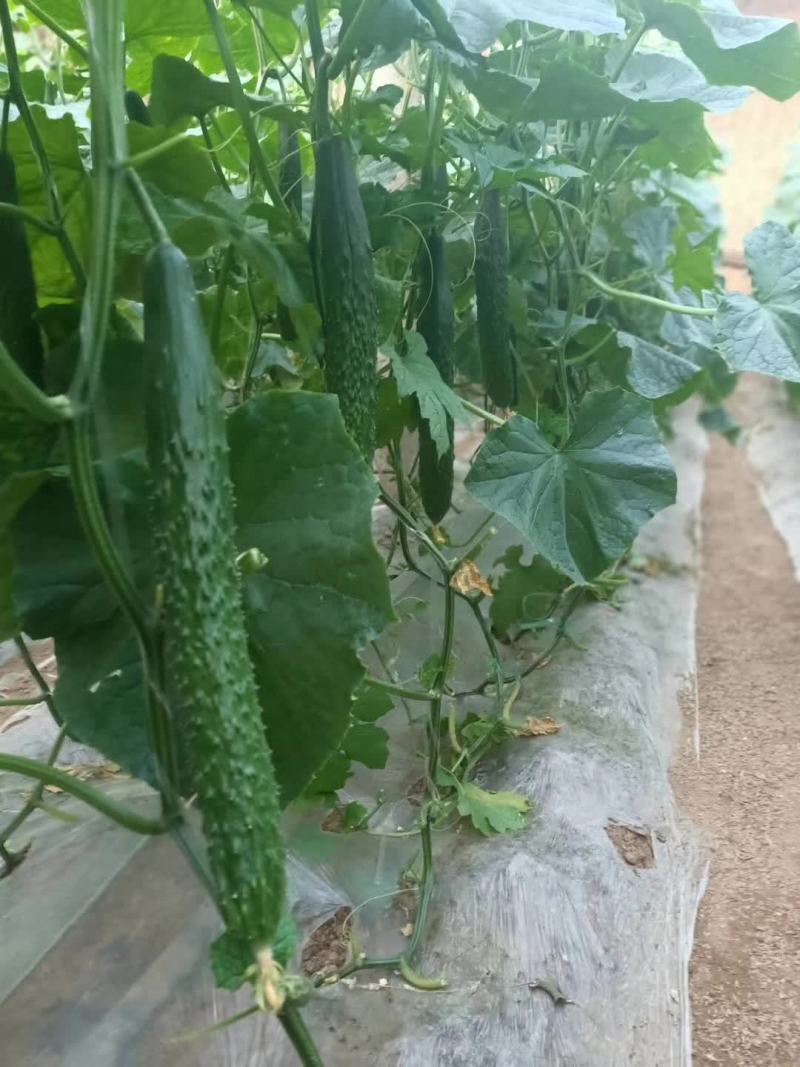 黄瓜砧木嫁接黄瓜砧木种子商品质抗病高产抗早衰去蜡粉