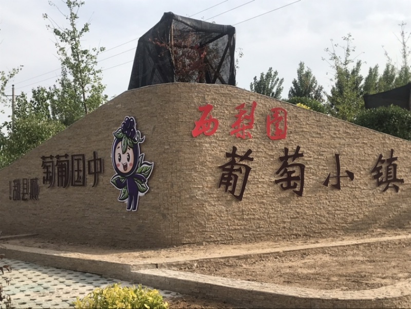 【好货】葡萄精品夏黑葡萄大量供应品质保证欢迎咨询