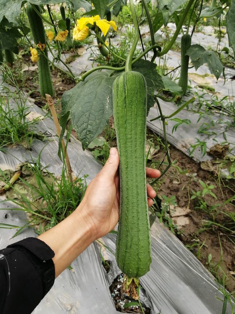 无棱肉丝瓜，百亩丝瓜基地直供，欢迎大量采购，货源稳定品质保。
