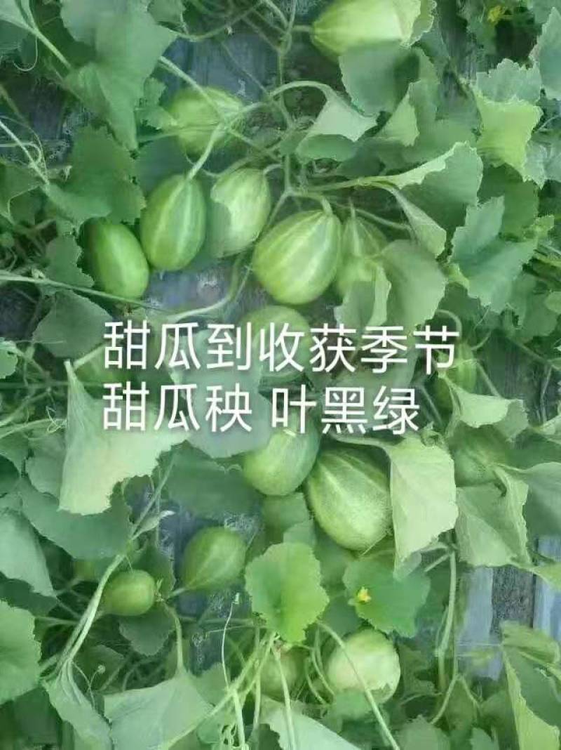 紫杆西瓜甜瓜嫁接砧木种子抗病能力强商品质量好