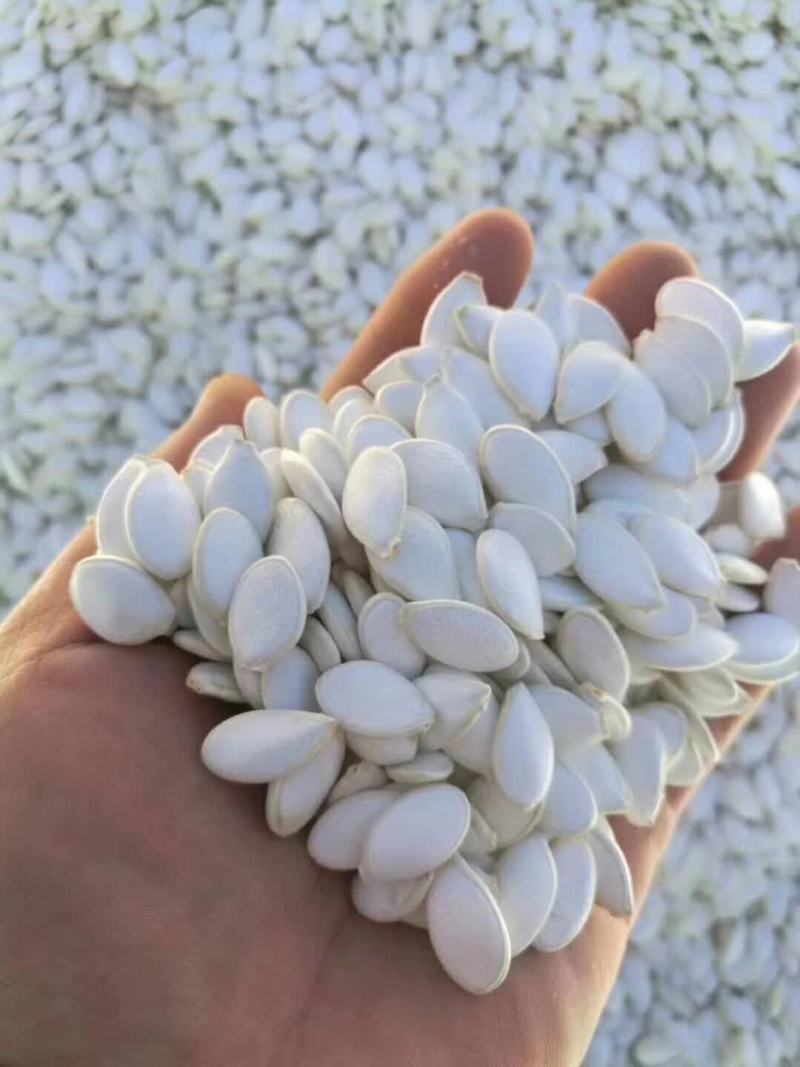 紫杆西瓜甜瓜嫁接砧木种子抗病能力强商品质量好