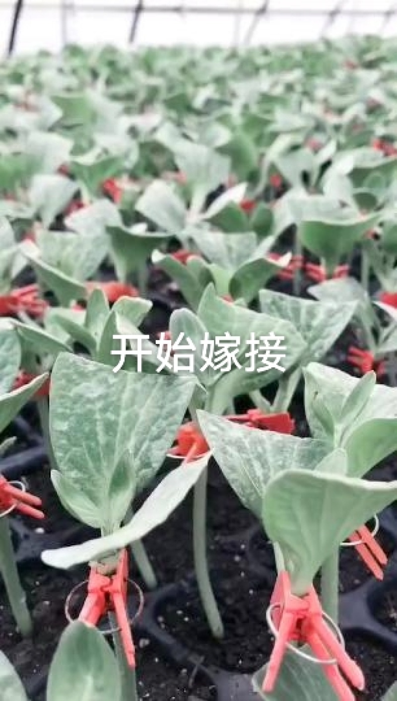 紫杆西瓜甜瓜嫁接砧木种子抗病能力强商品质量好