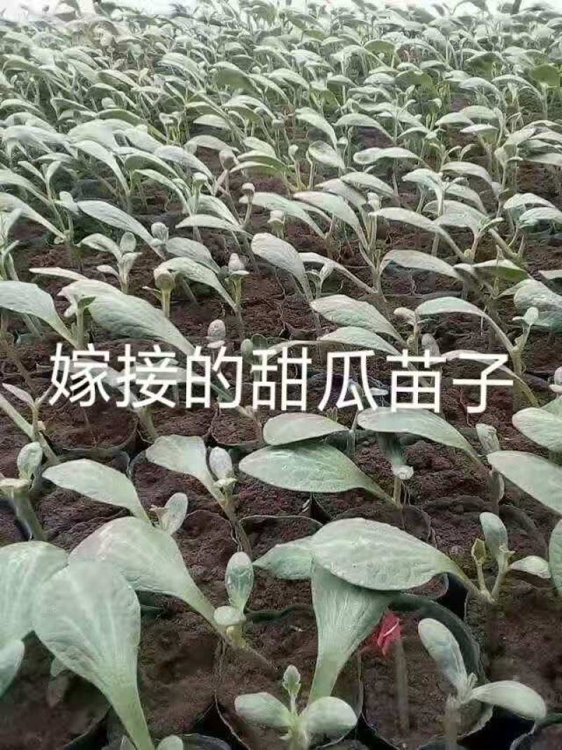 紫杆西瓜甜瓜嫁接砧木种子抗病能力强商品质量好