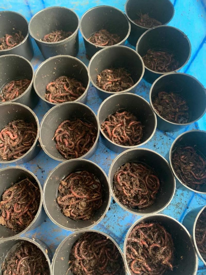 盒装蚯蚓，量大从优，常年出售