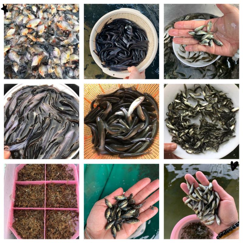 优质武昌鱼苗，3-6公分，包教养殖技术。