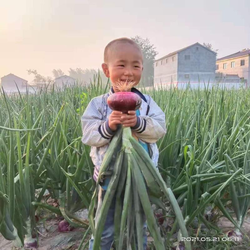 洋葱大量上市中，产地直供，货源充足，支持代发，代发全国