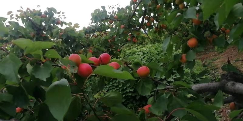 油桃上市品种齐全量大从优质量保障视频看货等您来电
