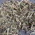 中药材马鞭草新鲜干货农家自采深山马鞭草梢50
