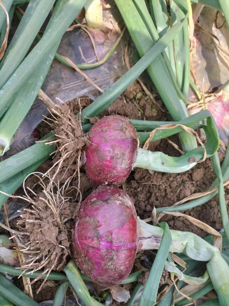 河南商丘精品洋葱品种齐全基地种植精品货
