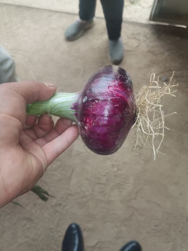 河南商丘精品洋葱品种齐全基地种植精品货