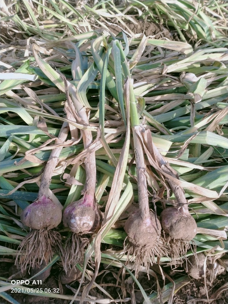 紫皮大蒜，鲜蒜，鲜蒜苔大量供应馆陶县众康果品市场