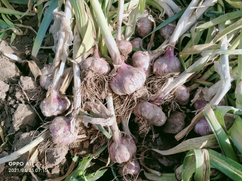 紫皮大蒜，鲜蒜，鲜蒜苔大量供应馆陶县众康果品市场
