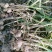 紫皮大蒜，鲜蒜，鲜蒜苔大量供应馆陶县众康果品市场