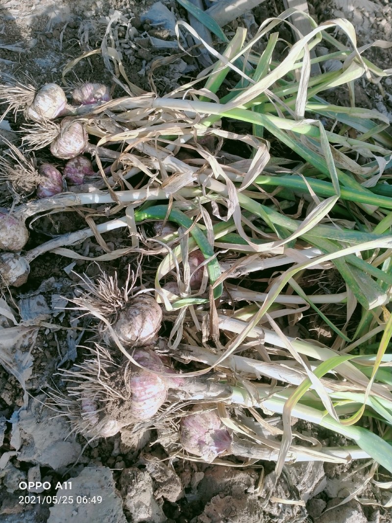 紫皮大蒜，鲜蒜，鲜蒜苔大量供应馆陶县众康果品市场
