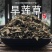 旱莲草墨旱莲草中药材另售何首乌女贞子旱莲草组合正品泡茶噢