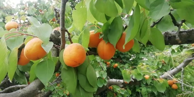 杏大量上市品种多样金太阳丰园红等量大从优视频看货质量保障