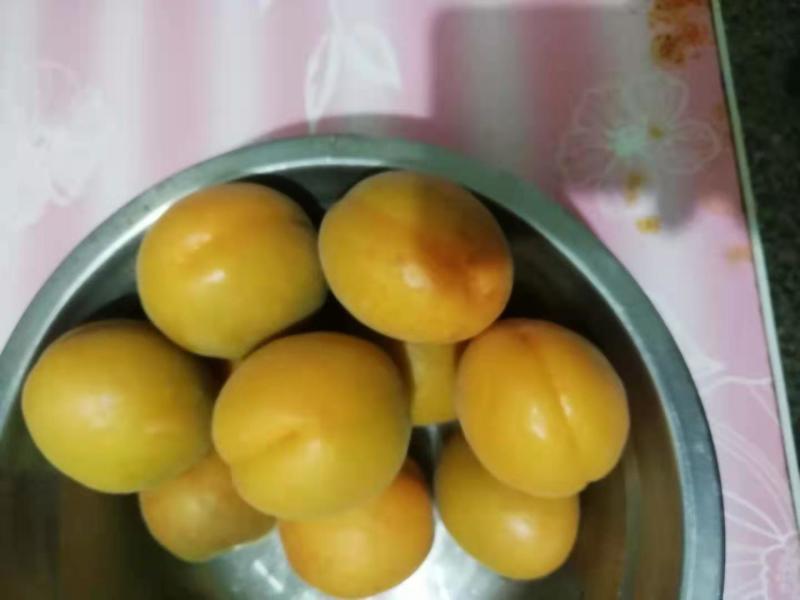 杏大量上市品种多样金太阳丰园红等量大从优视频看货质量保障