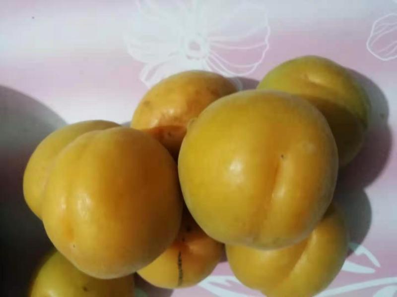 杏大量上市品种多样金太阳丰园红等量大从优视频看货质量保障