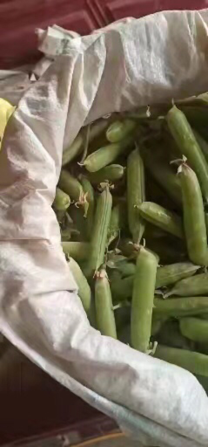靖远产地豌豆角以上市欢迎大家订购有需要的来电