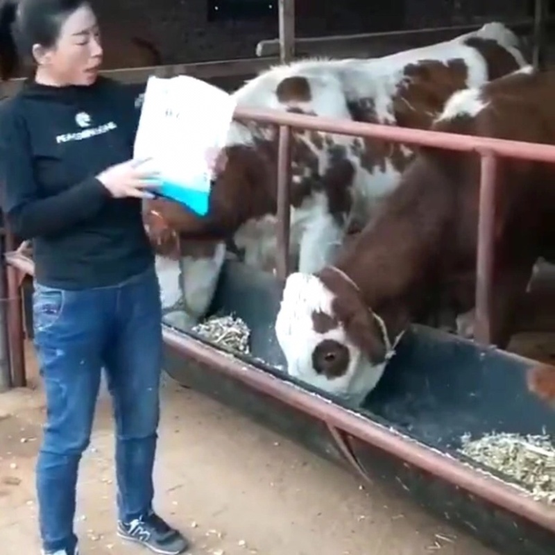 瘤胃动力牛羊饲料添加剂补剂促进肠胃消化吸收