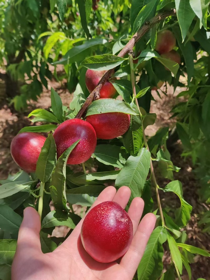 周至白肉20甜油桃