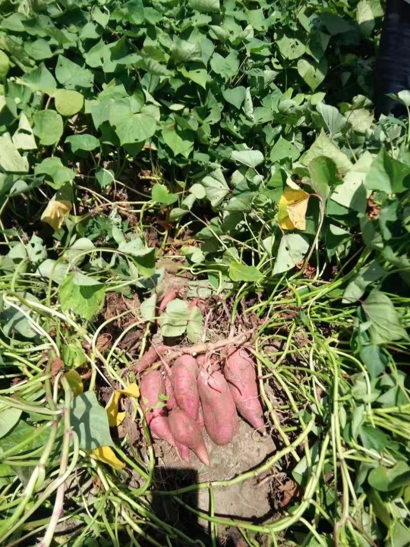 广东湛江红薯龙薯13大量供应中产地批发全国发货