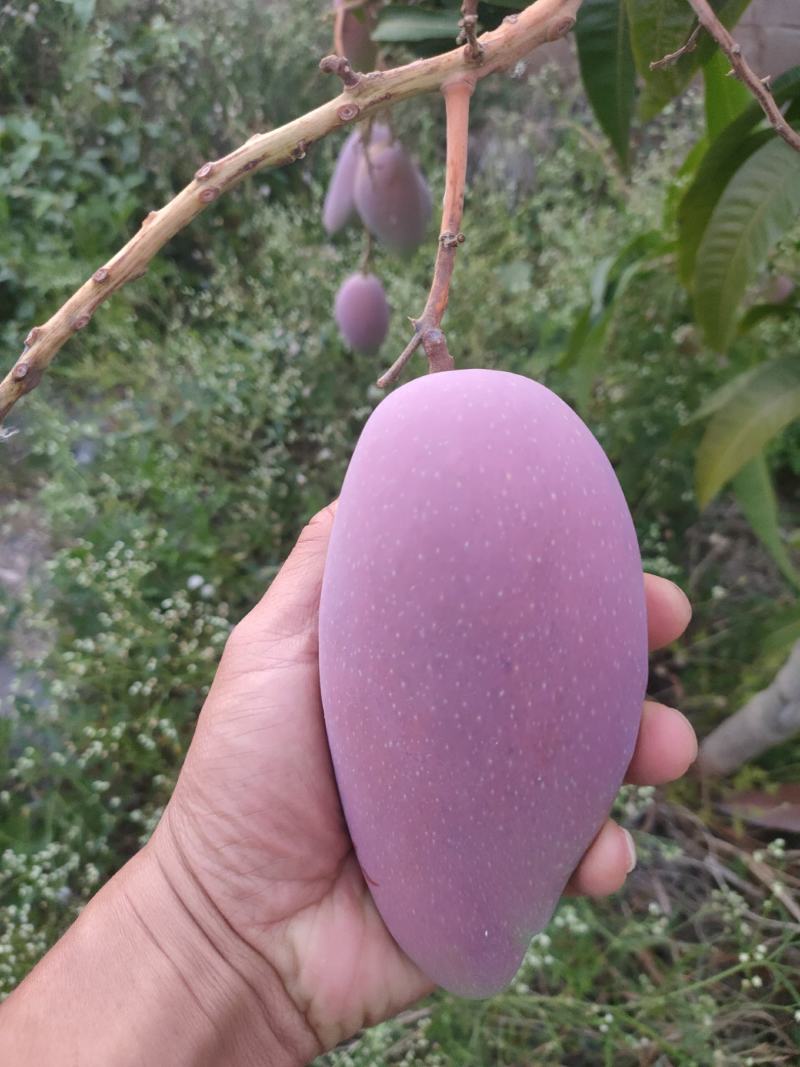 元谋芒果，甜度已经达到了。