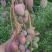 元谋芒果，甜度已经达到了。