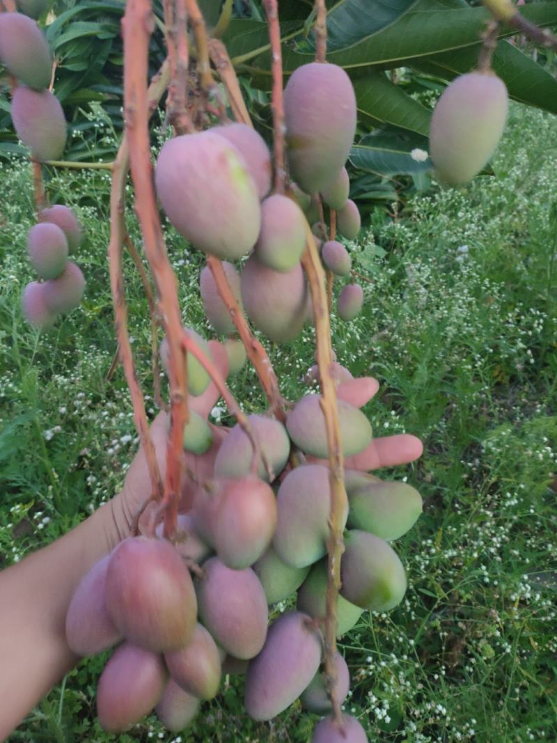 元谋芒果，甜度已经达到了。