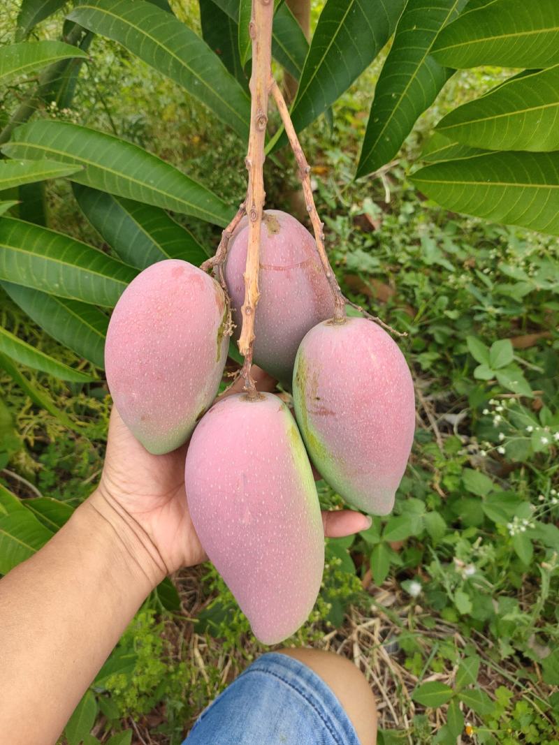 元谋芒果，甜度已经达到了。