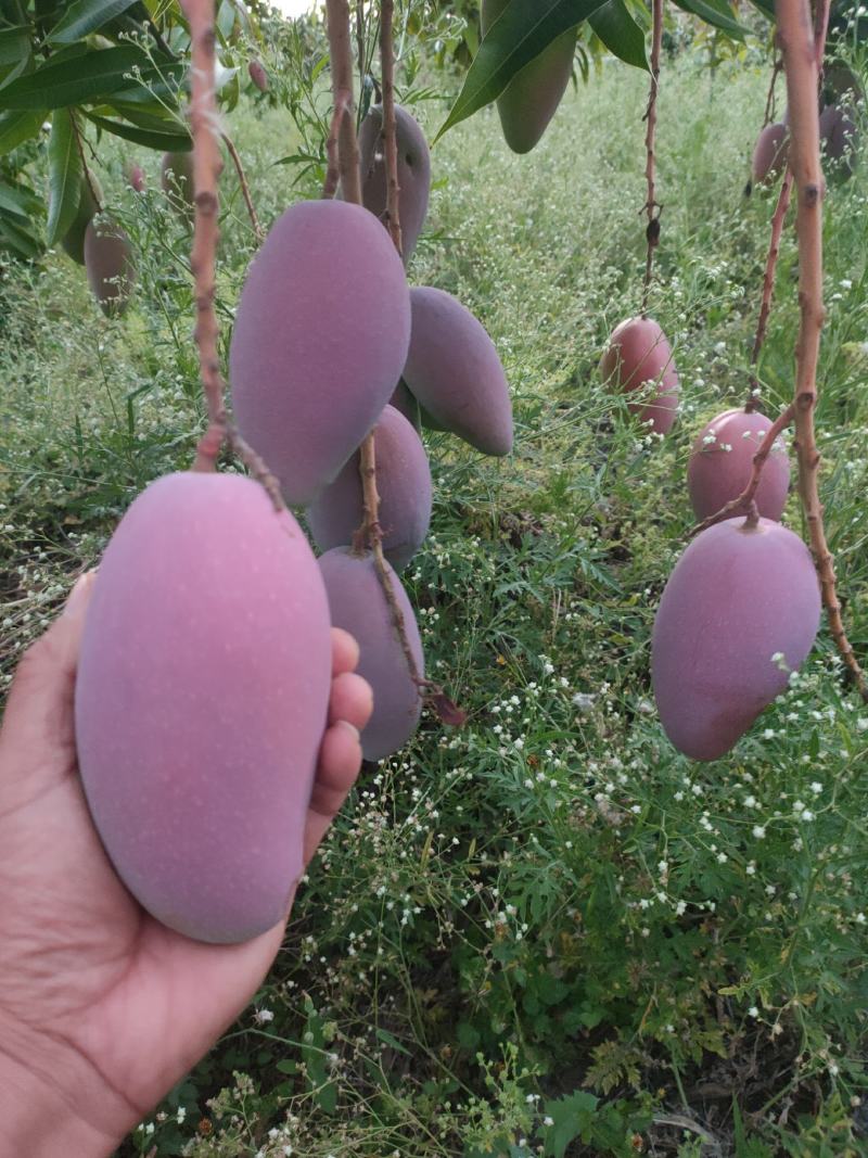 元谋芒果，甜度已经达到了。