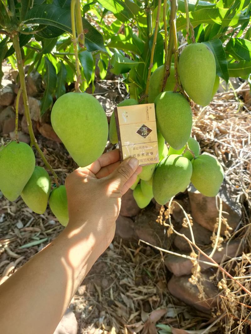 元谋芒果，甜度已经达到了。