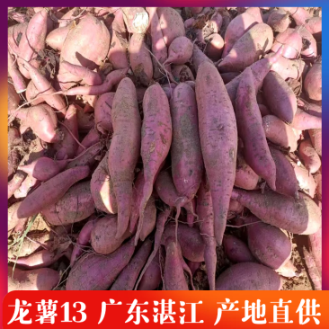 广东湛江红薯龙薯13大量供应中产地批发全国发货