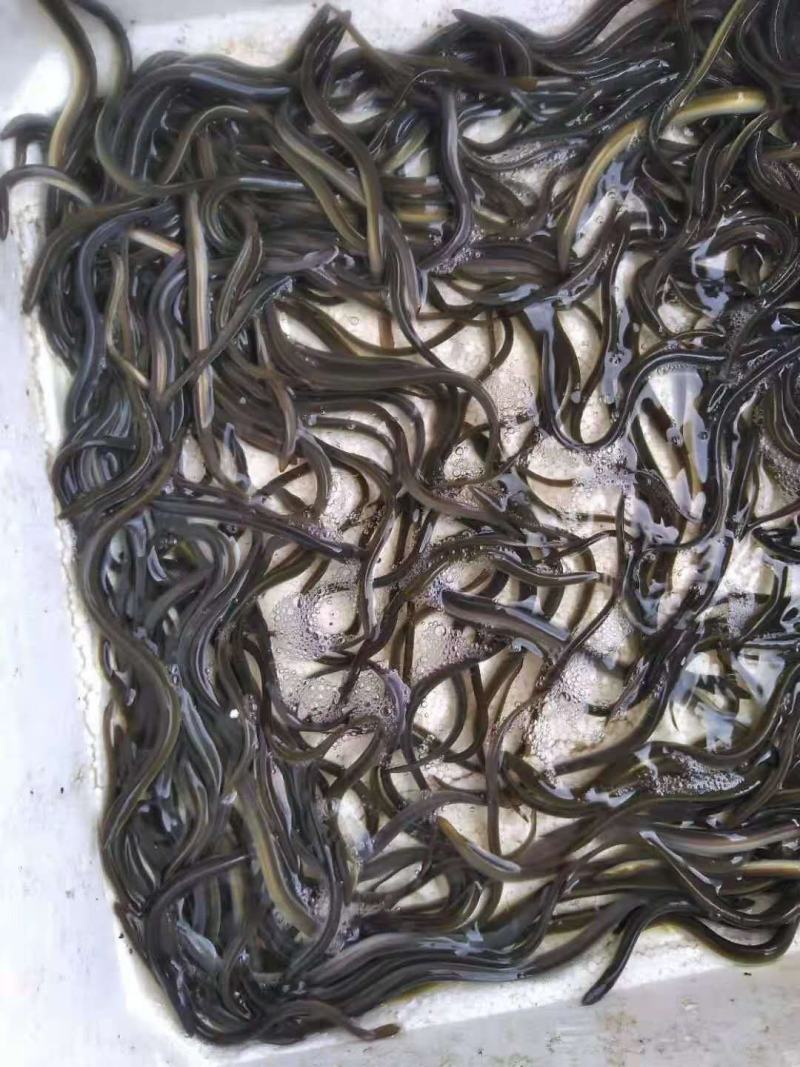 鳗鱼苗-品种优良-抗病力强-生长速度快-全国发货