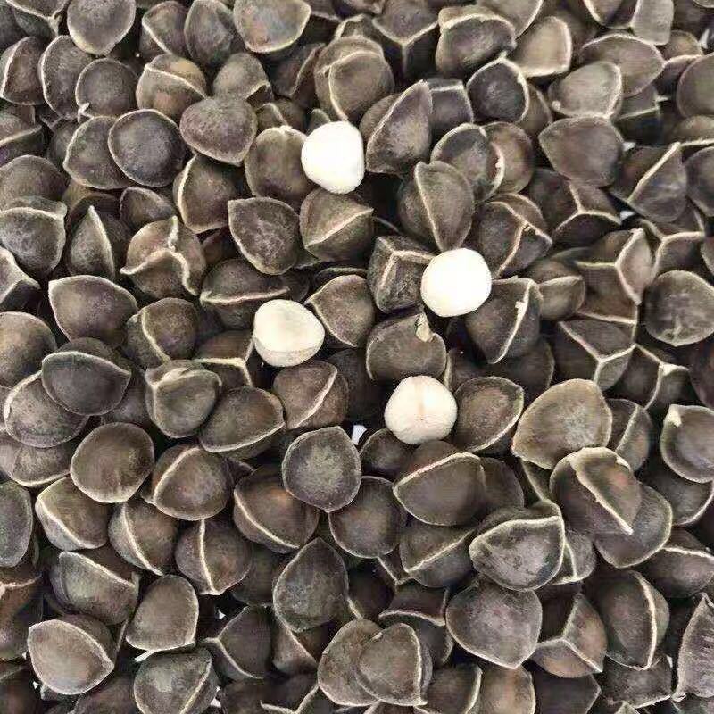 【辣木籽】中药材老树辣木籽颗粒饱满灰黑色大果包邮