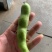 【精品】大蚕豆，诚信经营，全国代发，免费提供食宿