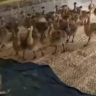 非洲鸵鸟苗需要的联系我