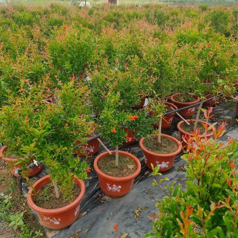盆栽紫玉石榴带花带果原盆发货基地直发