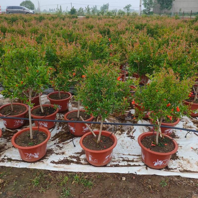 盆栽紫玉石榴带花带果原盆发货基地直发