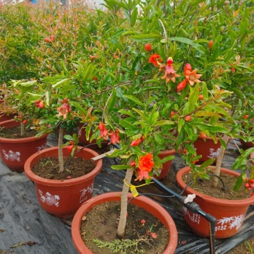 盆栽紫玉石榴带花带果原盆发货基地直发