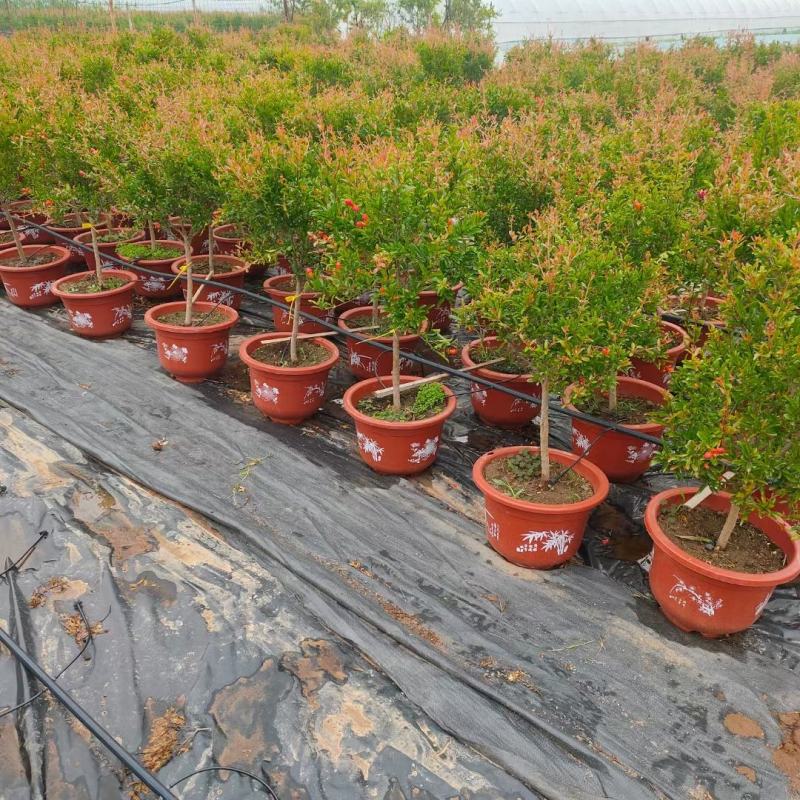 盆栽紫玉石榴带花带果原盆发货基地直发