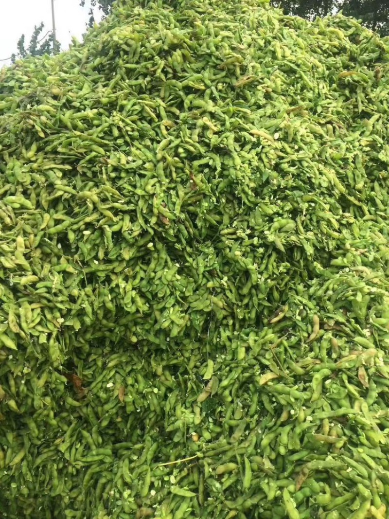 毛豆皮青豆皮（毛豆皮）高蛋白适口性好育肥好