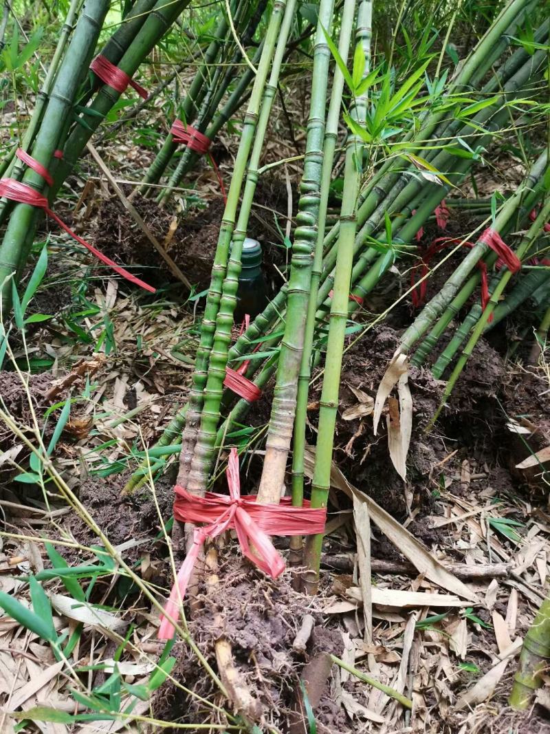 人面竹