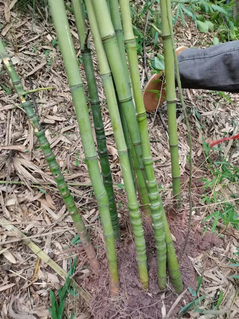 人面竹