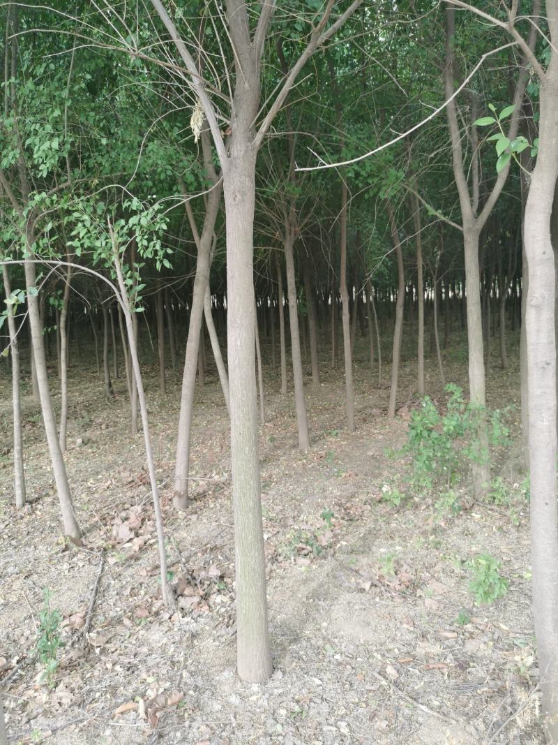 丝棉木
