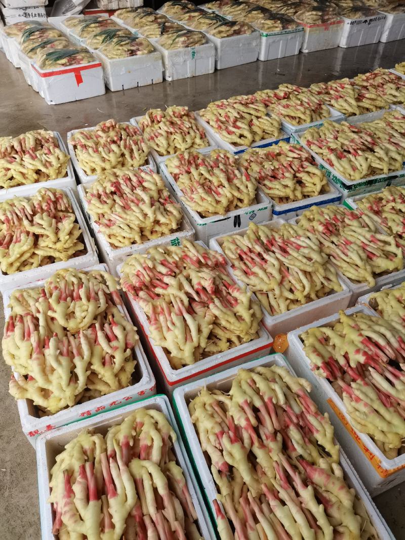 嫩姜老姜