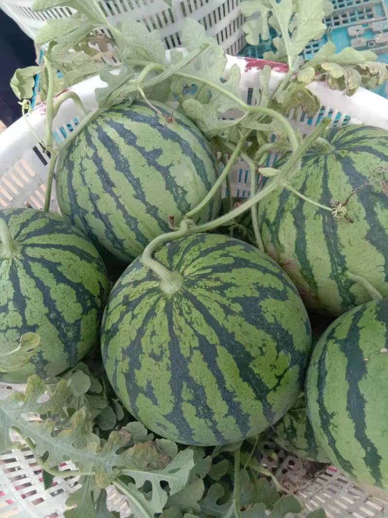 8424精品西瓜，爽口甘甜，货源充足，产地直发，欢迎选购