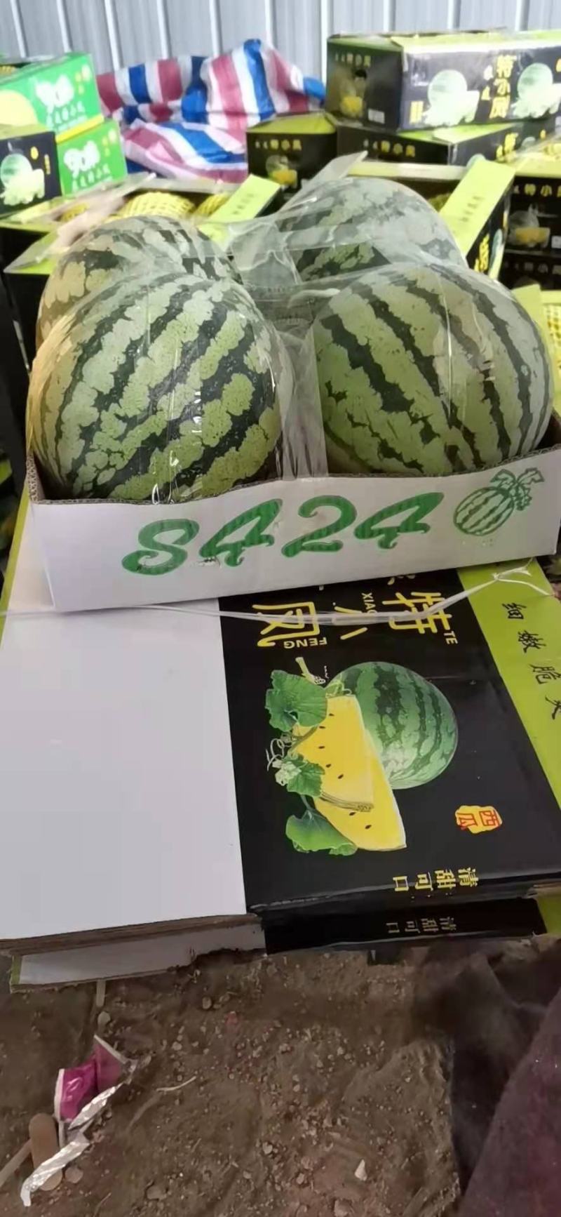 8424精品西瓜，爽口甘甜，货源充足，产地直发，欢迎选购