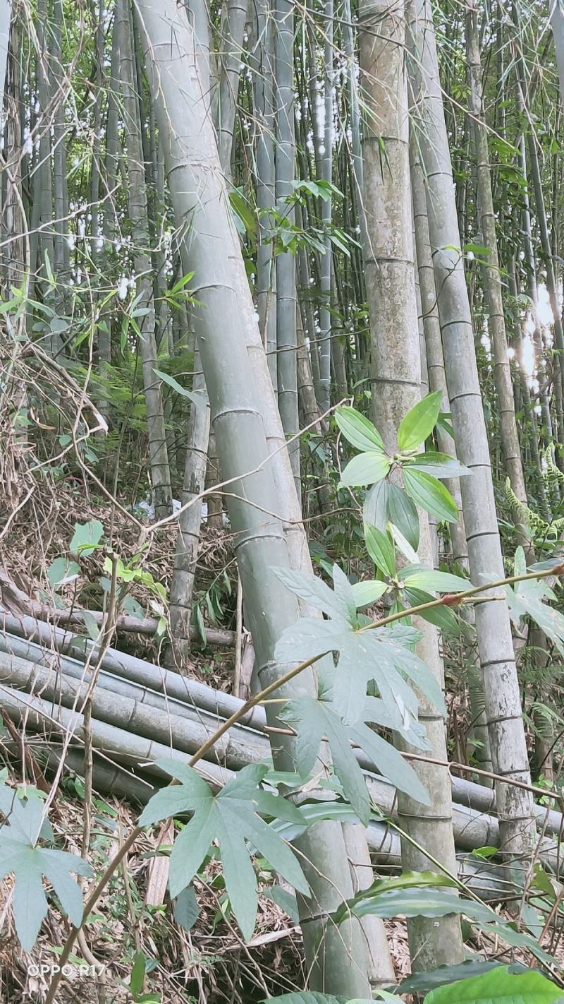 毛竹、楠竹大小规格齐全7寸8..9,10,11.到13寸